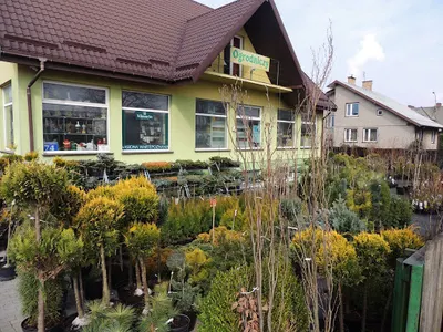 Azalia. Centrum ogrodnicze. Puczyłowska D.